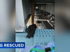 Cane salvato dalla trave di sostegno della ferrovia a West Philadelphia