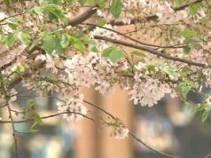 polline giallo primavera NC – ABC11 Raleigh-Durham