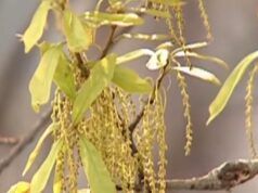 Di che sesso è il tuo albero? Allora cosa significa per il polline?