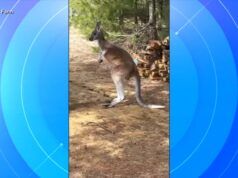 Il canguro Chesney è stato ritrovato dopo essere scomparso da giorni alla Sunshine Farm di Necedah, nel Wisconsin