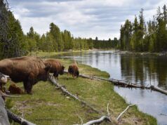 I geyser di Yellowstone hanno eruttato per la prima volta dopo anni