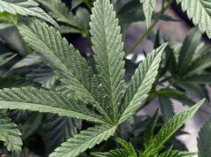 “Accadrà presto”: i repubblicani del Tennessee suggeriscono un possibile percorso verso la legalizzazione della marijuana medica