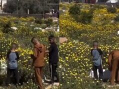 Virale! I cimiteri di Gaza sono pieni di fiori che sbocciano, Netizens: sono in paradiso