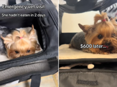 Una donna spende 600 dollari per la “visita veterinaria d’emergenza” del cane, poi arriva la diagnosi