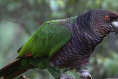 Lanciata una nuova iniziativa per aumentare gli sforzi di conservazione del pappagallo Sisserou