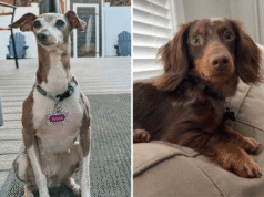 I cani che lottano per “uscire dal guscio” diventano buoni amici