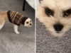Il proprietario ha infilato le orecchie del cane nel maglione, la sua reazione ha detto tutto