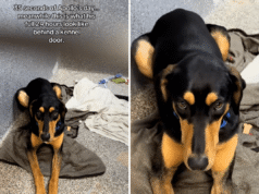 Lacrime perché il “cane perfetto” mostra i segni dei mesi trascorsi al rifugio