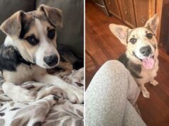 La famiglia restituisce il cane salvato al proprietario originale, ma riceve una notizia amara