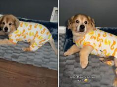 I proprietari sono scioccati nel vedere la vera era di Internet “cucciolo per sempre”.