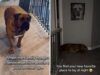 La proprietaria mostra la foto del cane del defunto fratello: la sua reazione è straziante