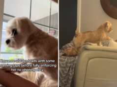 Questo mix di Shih Tzu ha una rigorosa “politica senza telefono” e lei la applica