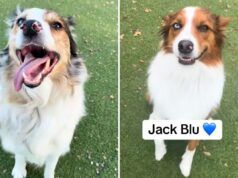 L’asilo nido accoglie il cane, poi lo staff si rende conto che condividono un raro tratto genetico