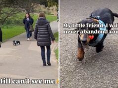 La reazione del Bassotto nel vedere il proprietario dopo averlo perso tra la folla è commovente