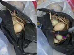 Indignazione per ciò che una donna trova mentre fruga nei cassonetti: “Incredibilmente disgustoso”