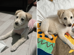 Il proprietario adotta un cucciolo di golden retriever, poi nota qualcosa nelle sue orecchie