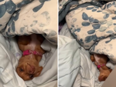 La reazione del Chihuahua quando viene chiuso fuori dalla cameretta dei bambini è commovente