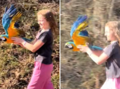 Ragazza, 12 anni, adotta un pappagallo disabile che non sa volare e si rifiuta di rinunciare alla speranza