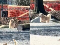 Moment Rescue Dog ha il cuore spezzato perché è stato abbandonato di nuovo al parco