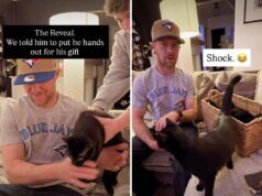 L’uomo va in viaggio d’affari, la moglie “accidentalmente” prende 7 gatti mentre lui è via