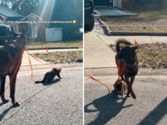 Il proprietario cerca di catturare il gatto sul treno, poi il cane decide che si occuperà dell’educazione