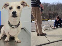 Il rifugio trova il cane legato al tavolo da picnic: qualunque cosa avesse con sé è straziante