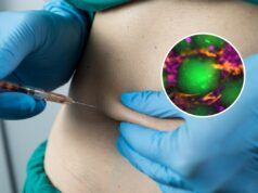 Gli ingegneri del MIT creano “mini fegati” che possono essere iniettati nel corpo