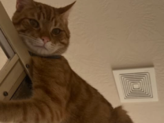 Cosa fa un gatto quando il proprietario esce dalla doccia cucendo internet