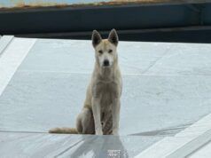 Il tragico momento della caduta di un cane randagio sul tetto della distilleria ripreso dalle telecamere a circuito chiuso