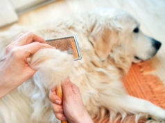 Vuoi un Golden Retriever senza perdere il pelo: prova queste razze