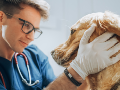 Il proprietario di un golden retriever spende 2.000 dollari in veterinari, è isterico per la diagnosi