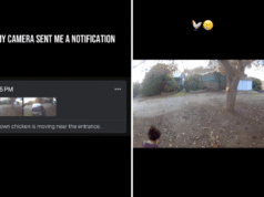 La telecamera della porta avvisa della presenza di “pollo marrone” nel cortile anteriore: isteria per la realtà