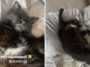 Proprietario impreparato quando trova un gatto nero che dorme: “Il custode del cercatore”