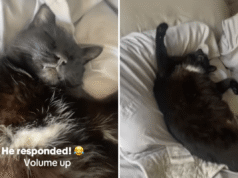 Proprietario impreparato quando trova un gatto nero che dorme: “Il custode del cercatore”