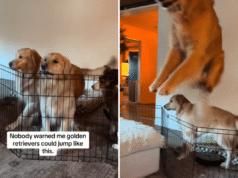 Il nuovo proprietario del trick del Golden Retriever Masters non era pronto per l'”evento olimpico” – Newsweek