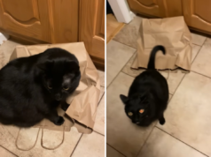 Il gatto ne ha abbastanza delle buffonate dei fratelli, dell’isteria come si vendica