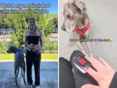 Service Great Dane fa l'”impensabile” affrontando le sue paure per aiutare il proprietario