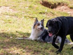 Labrador e border collie hanno cuccioli, con risultati commoventi
