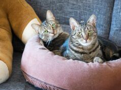 La coppia prende due gatti in modo che possano coccolarne uno ciascuno: non va come previsto