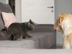 Un alano da 50 chili incontra un gattino da 3 chili, ripreso dalla telecamera