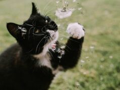 Le allergie primaverili colpiscono anche gli animali domestici. Ecco a cosa prestare attenzione