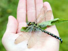 La spiegazione del motivo per cui non vediamo libellule lunghe mezzo metro fallisce