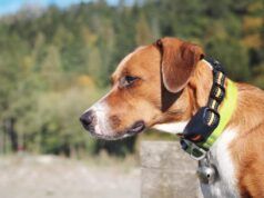 I dog sitter inviano foto di proprietari di animali domestici, inorriditi da ciò che notano intorno al collo