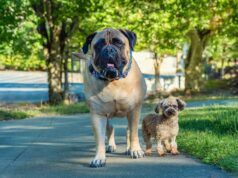 Cane grande o cane piccolo? Cosa dicono di te le tue scelte, secondo gli esperti
