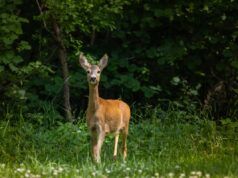 Un uomo ha detto di “scuotere la borsa” sul balcone: chi è rimasto scioccato