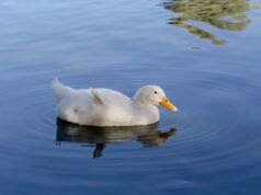 Una volta l’uomo si tuffò nella sua piscina, impreparato a ciò che sarebbe accaduto anni dopo