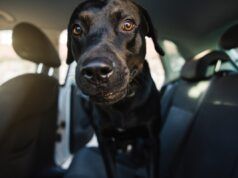 Labrador fa un’escursione: il motivo per cui è “eccitato” scioglie i cuori