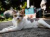 Il proprietario del gatto vede un randagio in giardino e poi tutto prende una svolta