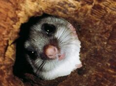 Strane creature che regolano il calore corporeo