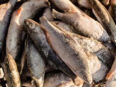 AVVISO DI ALTO RISCHIO DI SCINTILLA RICHIAMO PESCE